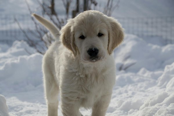 Guide ultime pour l'accouchement d'une chatte