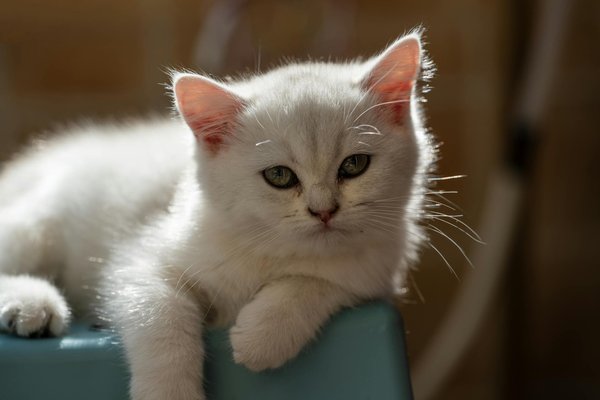 Abandonner son chat à l'approche des vacances : un fléau évitable
