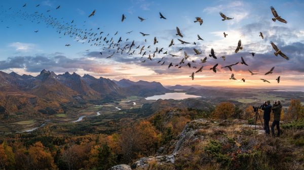 Les migrations des rapaces : un spectacle naturel
