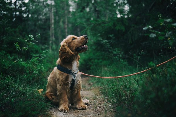 Comprendre les chaleurs chez votre chien en chaleur