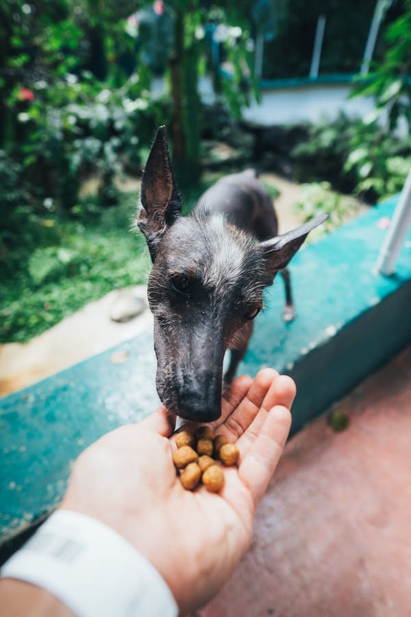 Croquettes chien sans céréales : un repas sain et savoureux