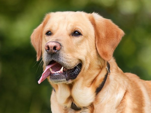 Les bienfaits de la corne de mouton pour chien à découvrir